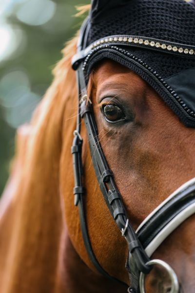Tierfotografiefotografie von PhotoWo (Wiktoria Osuch, Wien)